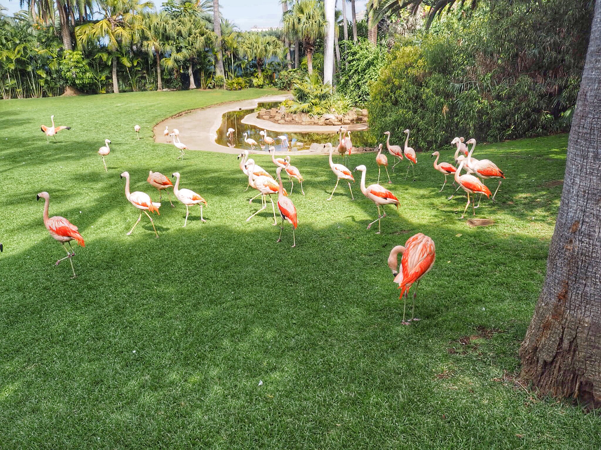 Loro Parque Zoo Flamingos - Enjoy the Adventure