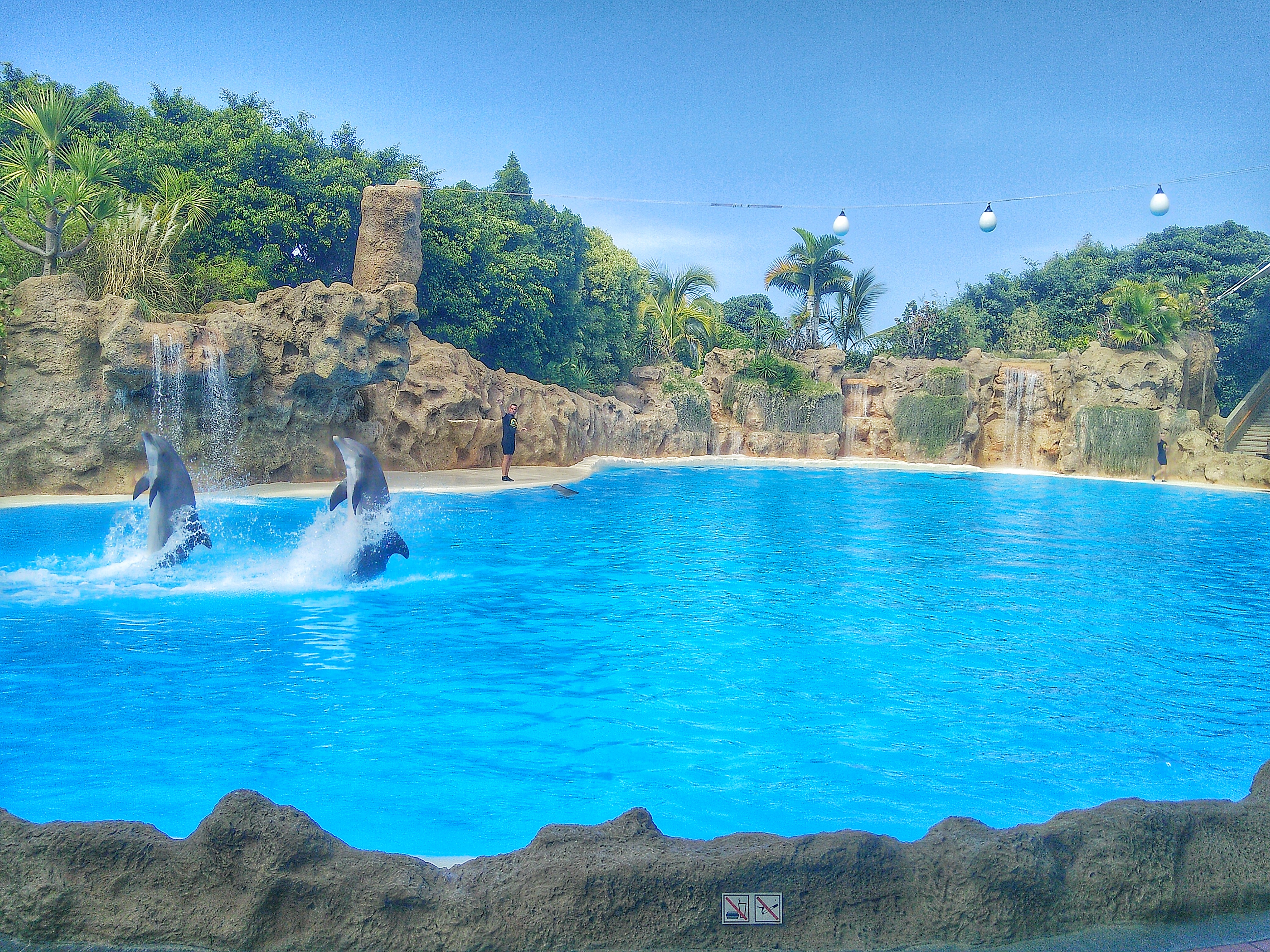 Dolphins Loro Parque Enjoy the Adventure