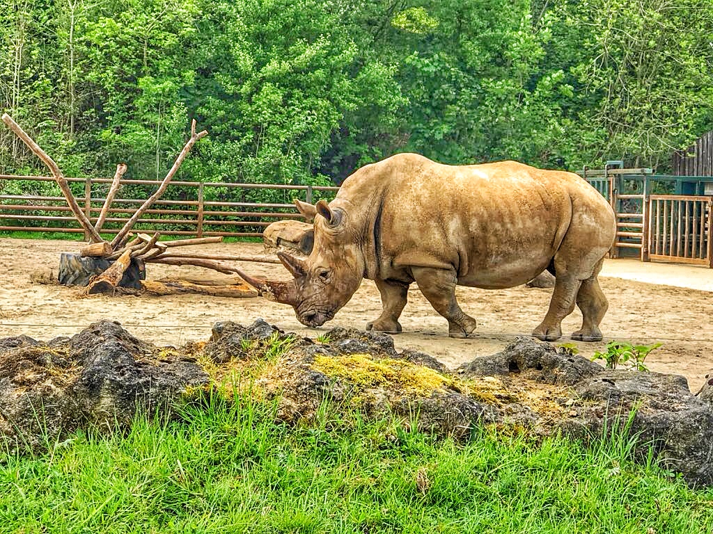 Longleat Safari Park Rhino - Enjoy the Adventure travel blog