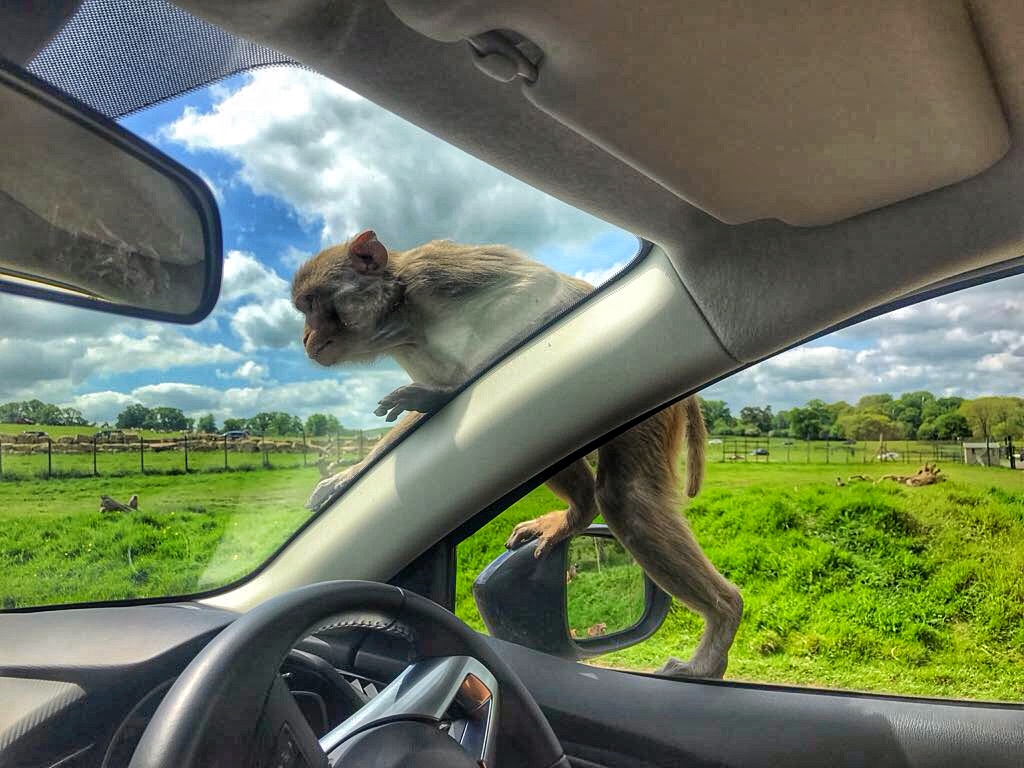 Longleat Safari Park Monkeys - Enjoy the Adventure travel blog