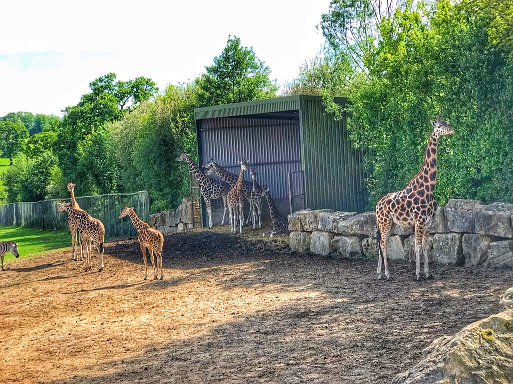 Longleat Safari Park Giraffe