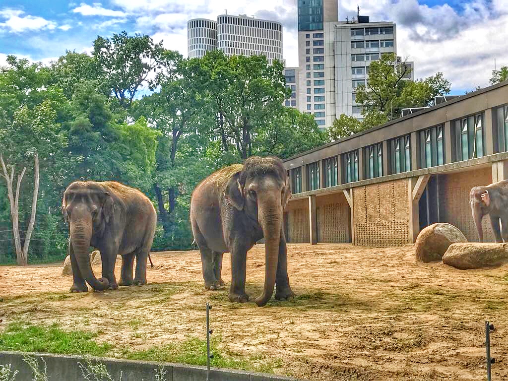 Elephants Berlin Zoo - Enjoy the Adventure