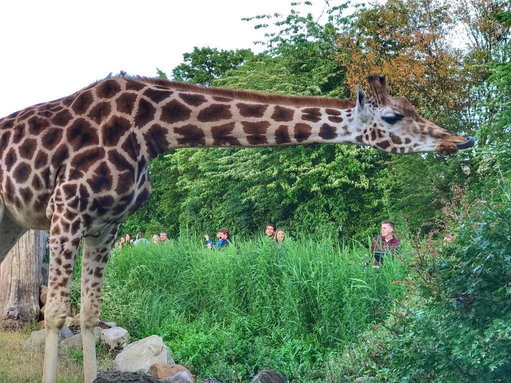 Giraffe London