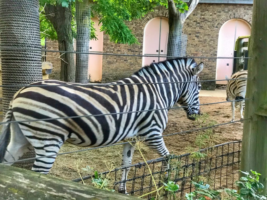 Zebra London Zoo