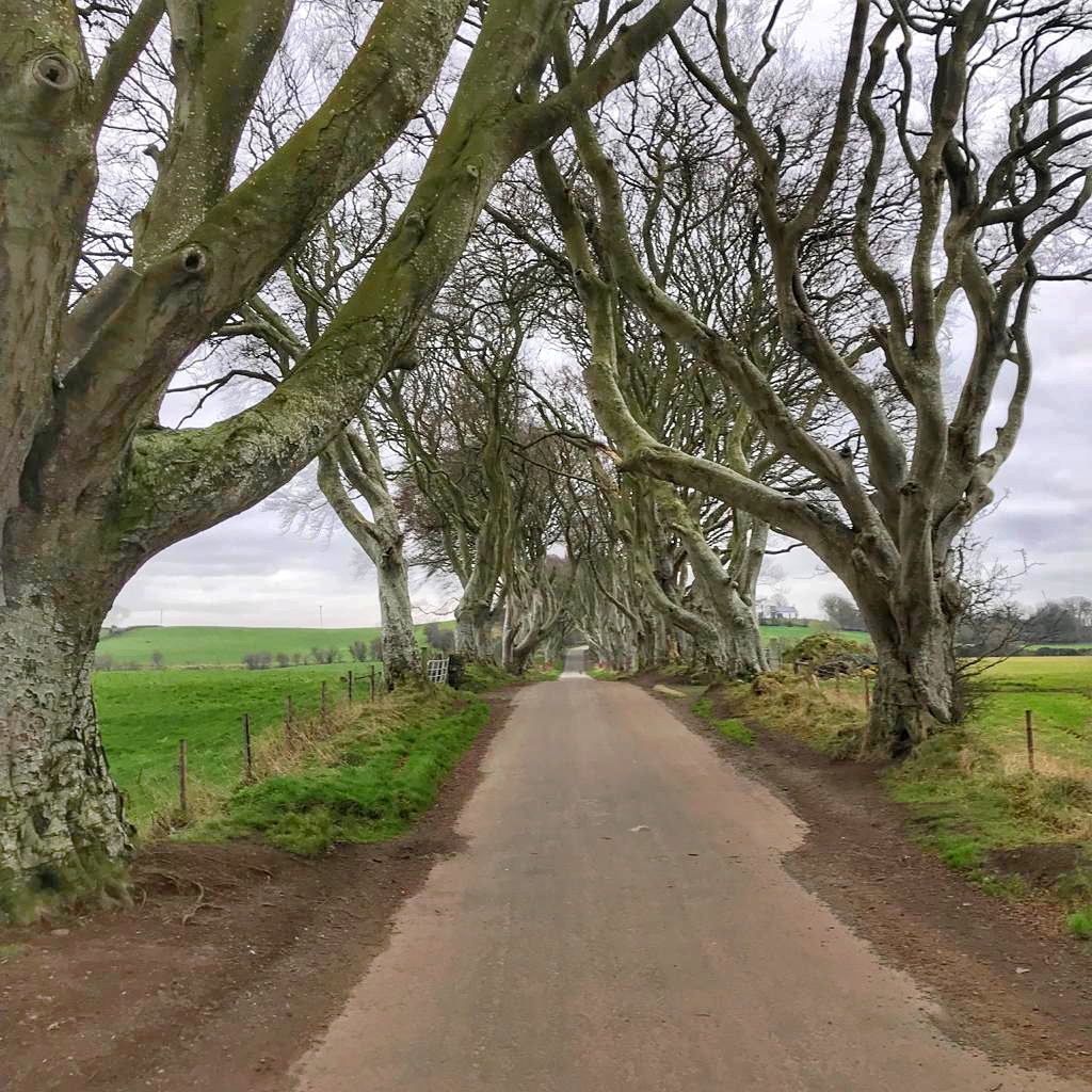 This image has an empty alt attribute; its file name is The-Dark-Hedges-Game-of-Thrones-locations-in-Europe.jpg